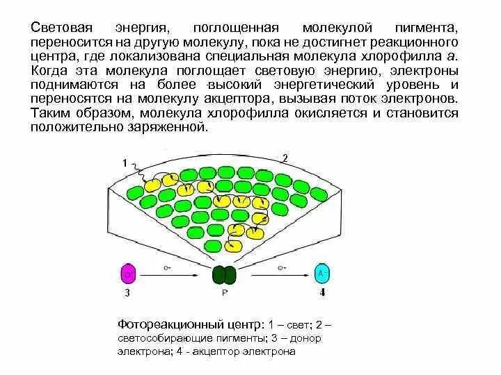 Молекулы б способны поглощать световую энергию