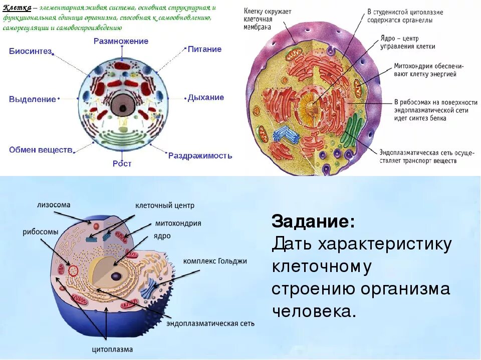 Общее строение организма животного это. Клеточное строение человеческого организма. Строение клетки человека. Клетка организма строение. Клеточное строение организмов.