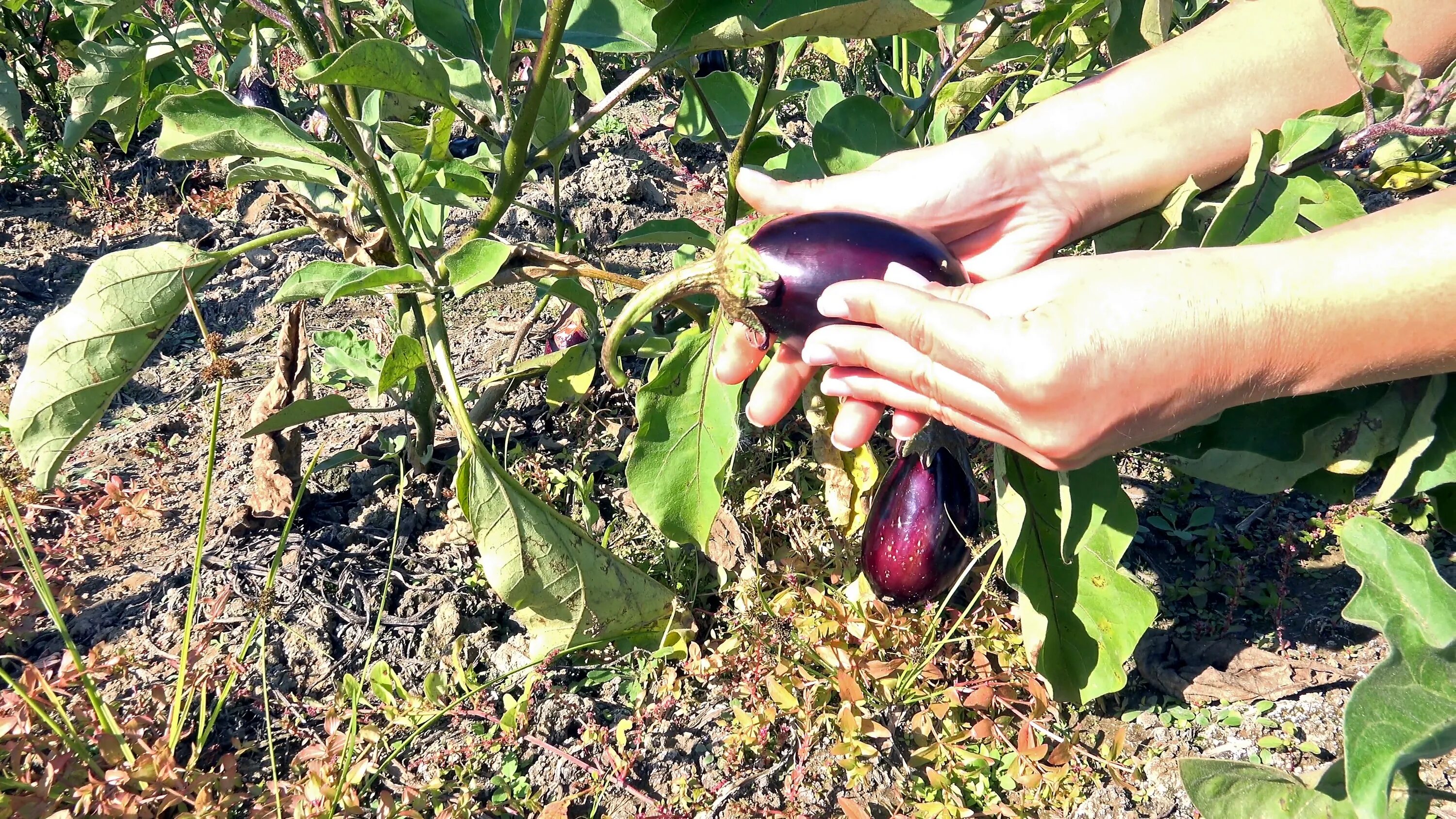 Сажают ли баклажаны в открытый грунт. Пасынкование баклажанов. Пасынкование баклажанов в теплице. Формировка баклажанов. Пасынкование баклажанов в открытом грунте.