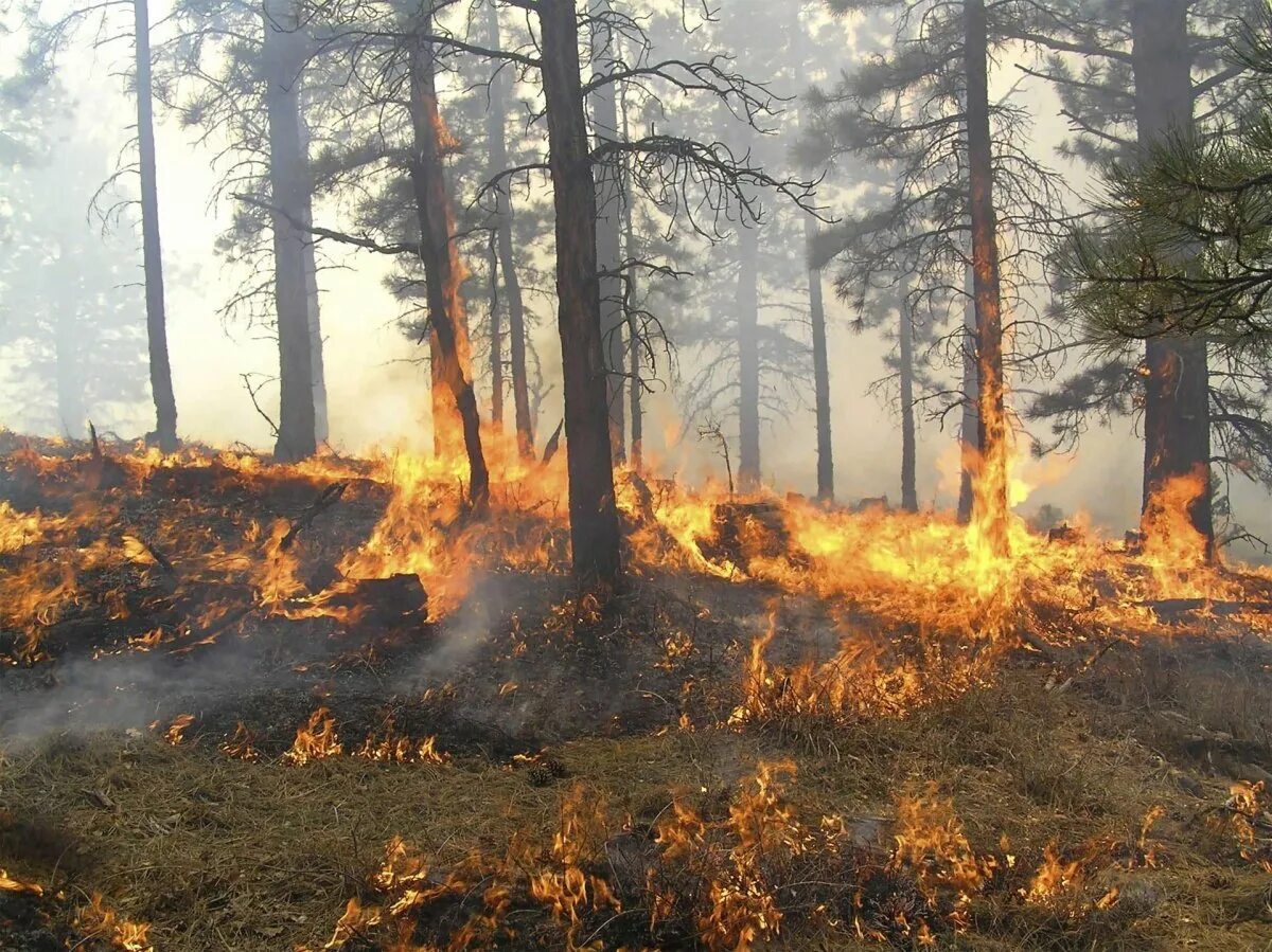 Влияние леса на здоровье человека. Влияние лесных пожаров. Пожар леса. Воздействие лесного пожара на человека. Влияние пожаров на окружающую среду.