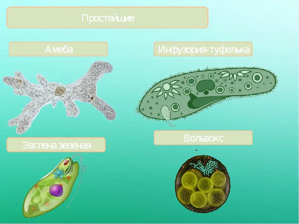 Амеба инфузория туфелька эвглена зеленая. Амеба и инфузория туфелька. Эвглена и инфузория. Эвглена зеленая и инфузория туфелька. Какую форму имеет простейшие