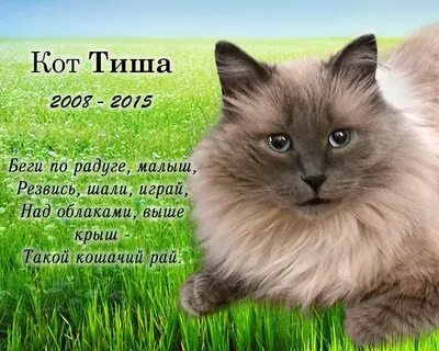 Тиши что значит
