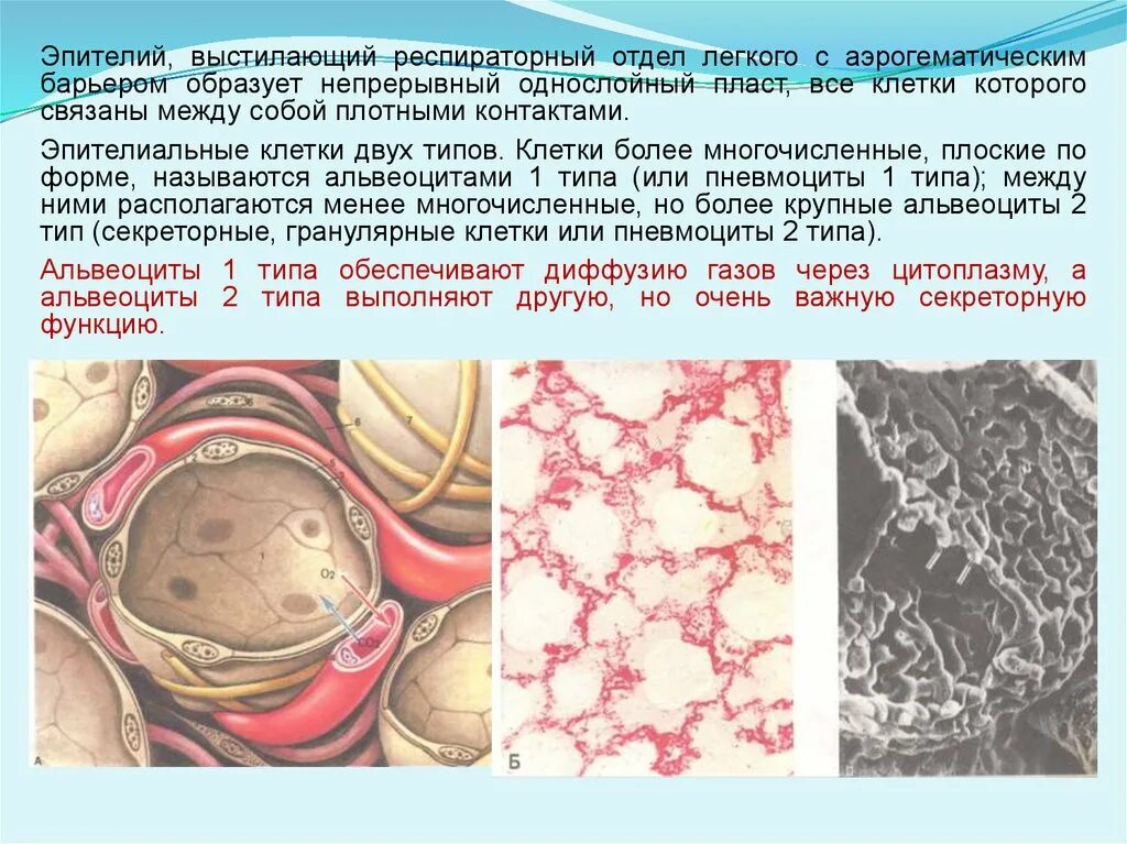 Респираторный отдел легких. Респираторный отдел дыхательной системы гистология. Альвеоцит 1 типа. Альвеоциты 2 типа. Эпителий, выстилающий альвеолы клетки.