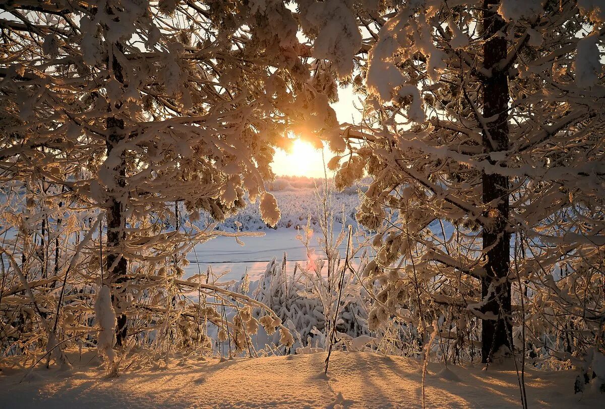 Зима солнце. Зимний лес. Солнечный зимний день. Красивый зимний день.