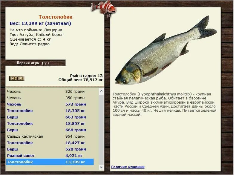 Толстолоб рыба максимальный вес. Толстолобик рыба максимальный вес. Толстолобик, вес. Толстолобик Размеры. Максимальный вес рыб