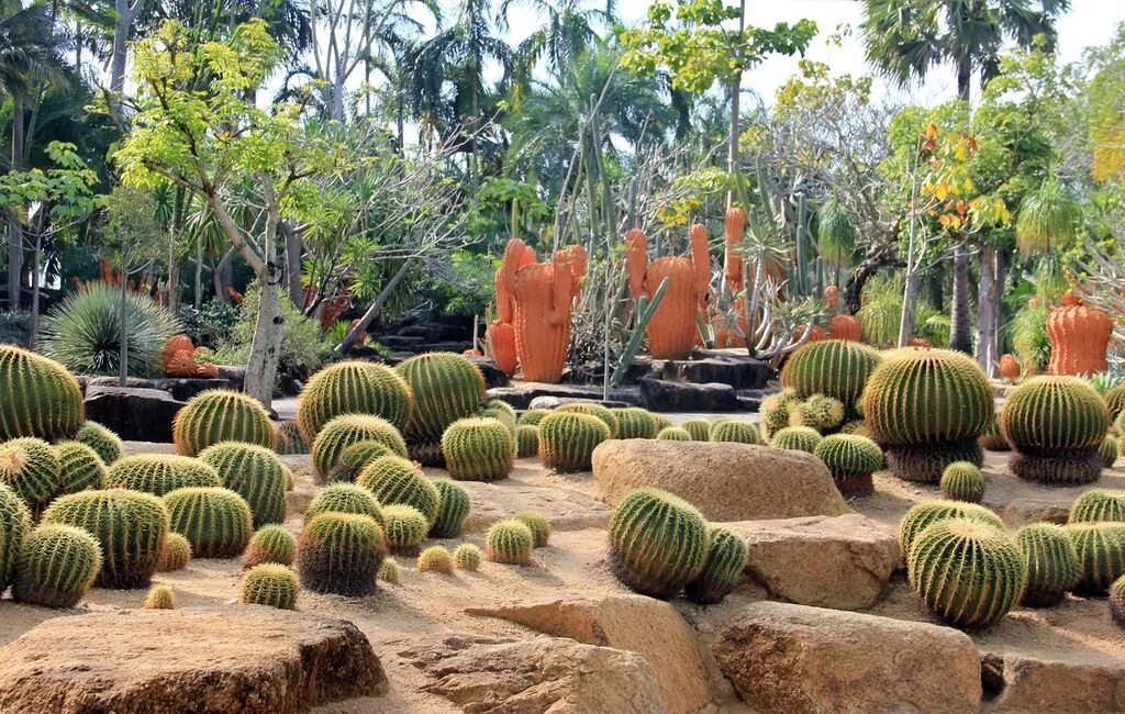 Cactus garden. Парк Нонг Нуч парк кактусов. Нонг Нуч сад кактусов. Ботанический сад Тайланд Нонг Нуч кактусы. Нонг Нуч сад кактусов опунция.