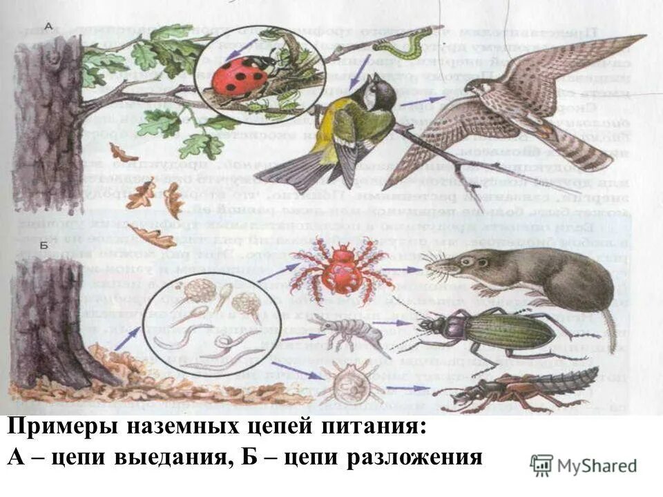 пищевая цепочка животных. цепи и сети питания животных. детритная цепь питания. схема пищевых связей. пищевая цепочка в природе.