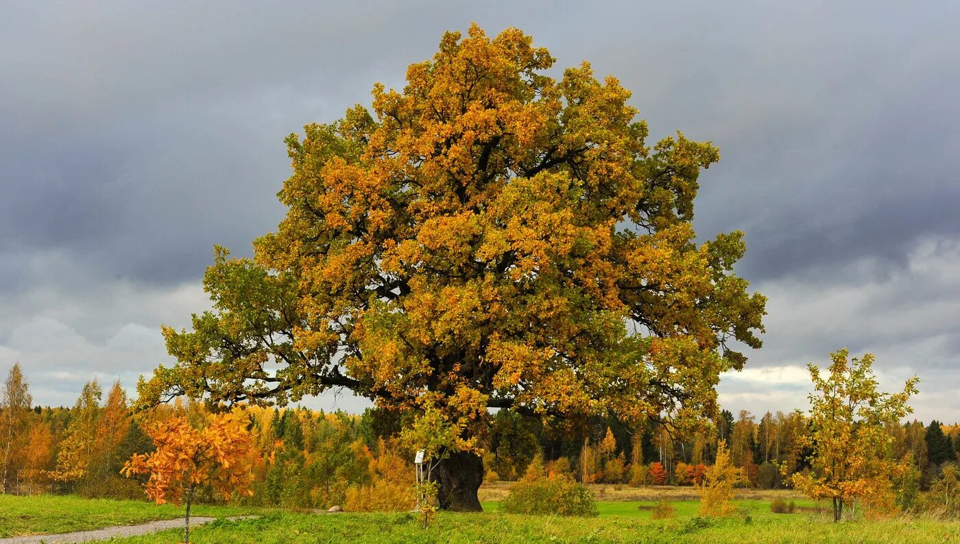 Дерево дуб черешчатый. Дуб черешчатый (quercus robur). дуб черешчатый (обыкновенный) - quercus robur. дуб черешчатый – ruereus rohum. дуб обыкновенный (quercus robur).