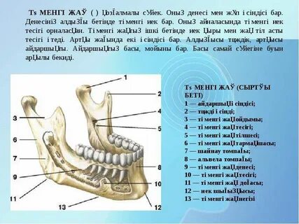 Оральды және анальды жыныстық қатынас жиіркенішті