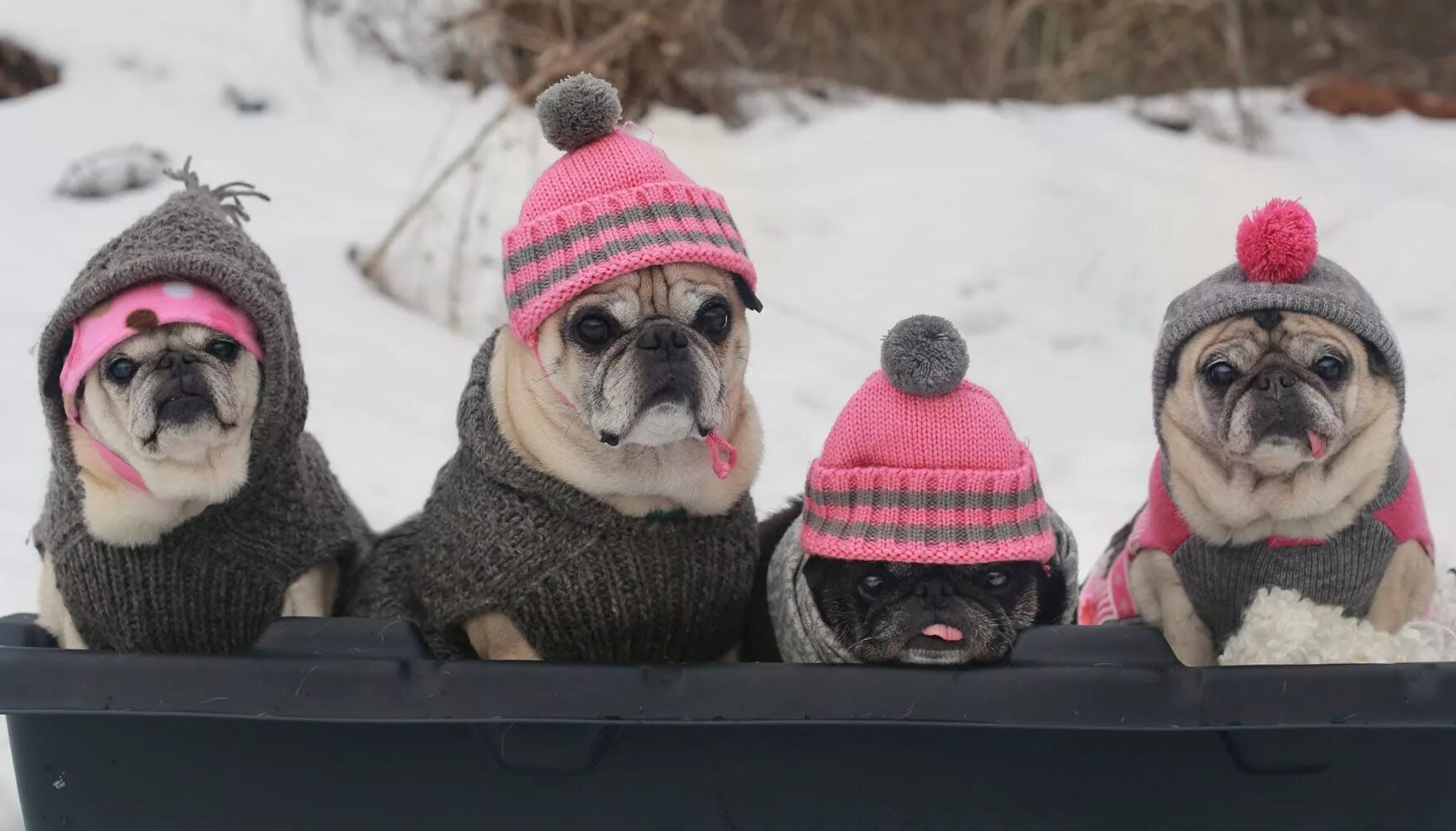 мопс в шапочке. снежная метель. собака и холод. собака и холод. животные путешественники.