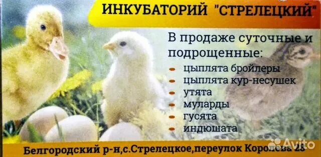 Инкубаторий красное белгород. Инкубаторий красное белгород. Инкубаторий. Здание инкубатория. Птицефабрика инкубатор.