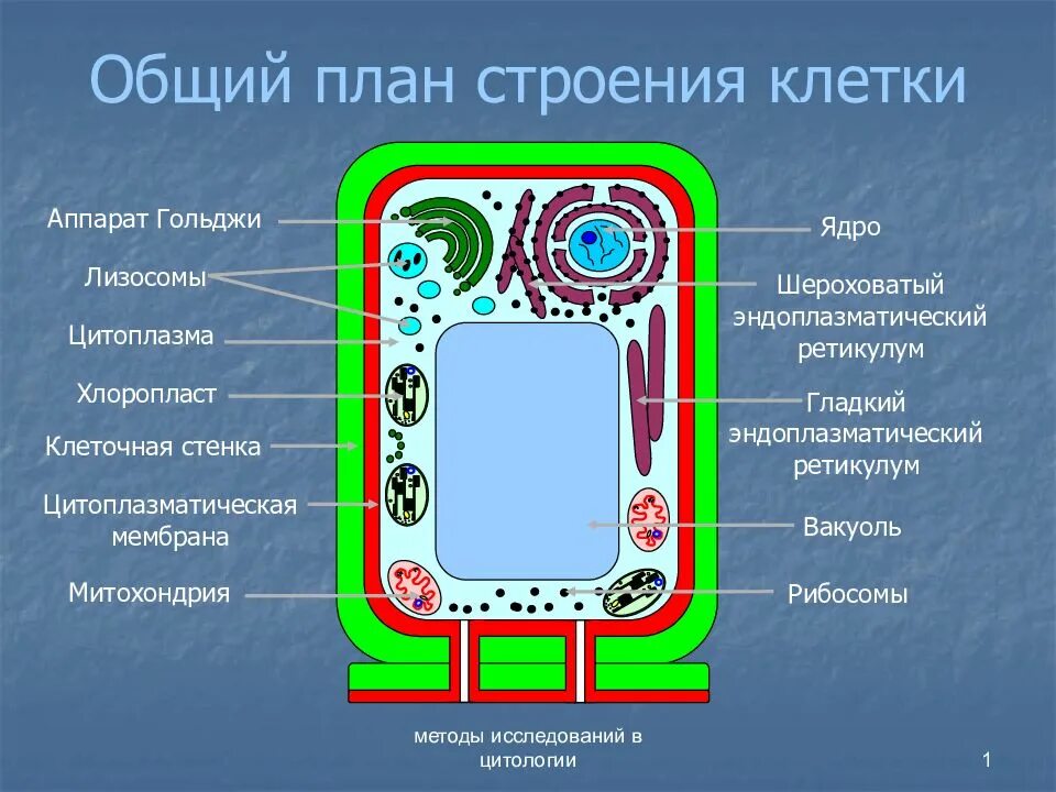 Общий план строения животных. Общий план строения клетки схема. Общий план строения клетки. Рисунок живой и растительной клетки 5 класс биология. Общая схема внутреннего строения хордового животного.
