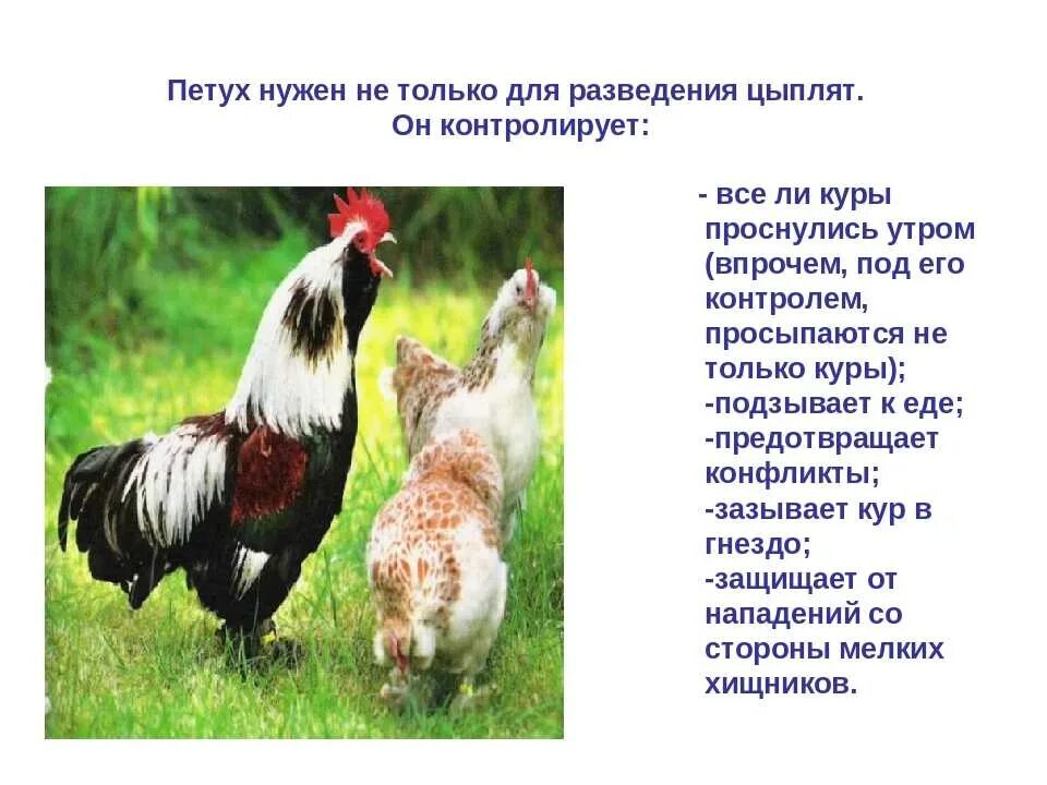 Видеть во сне много куриц. Петух, который нужен. Сколько курочек надо на одного петуха. Приснился петух. Петушок нужен.