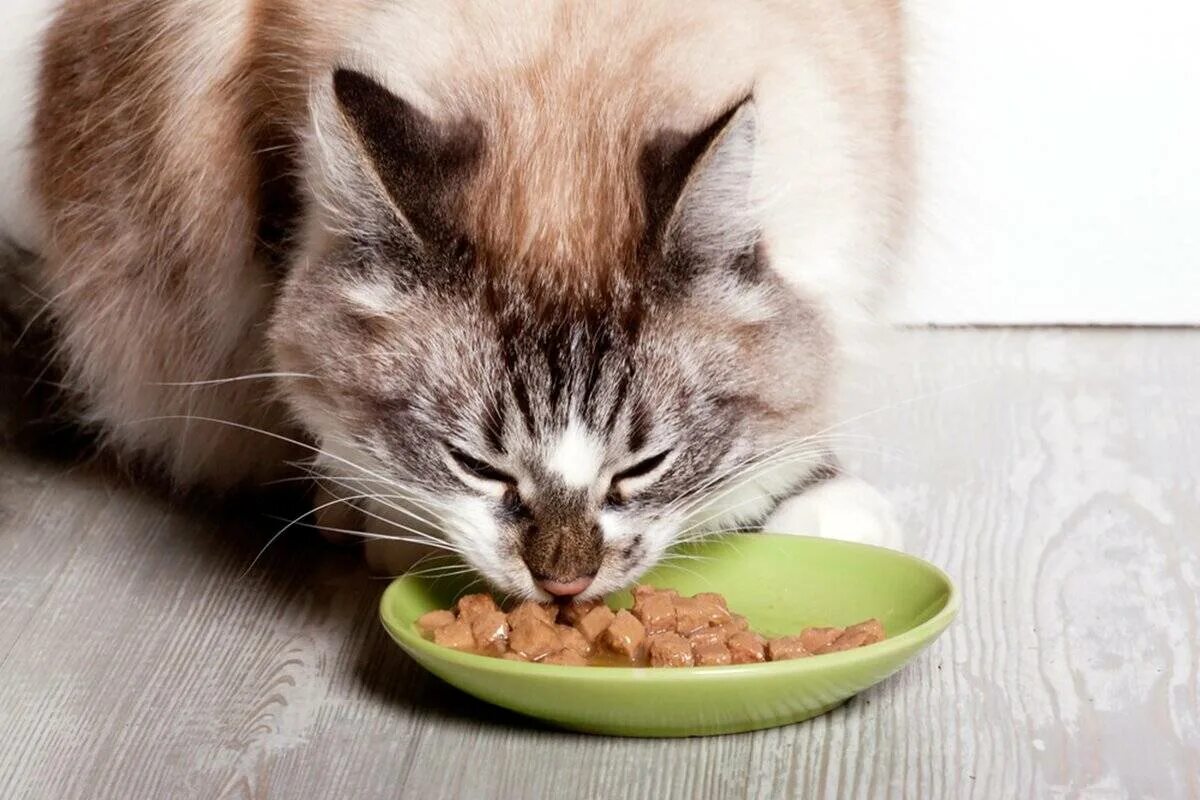 Кошка кушает. Котенок кушает. Кот кушает корм. Кот ест.