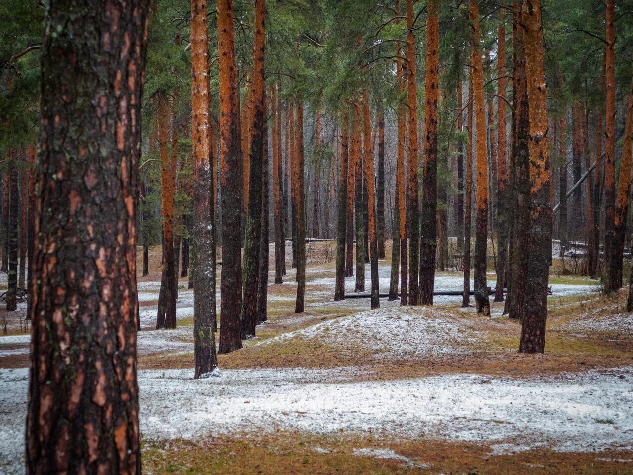 Хвойный город. Сосновый Бор. Первый снег в Сосновом лесу. Сосновый Бор фото.