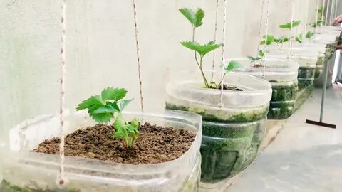 Как вырастить клубнику в ПЭТ бутылках