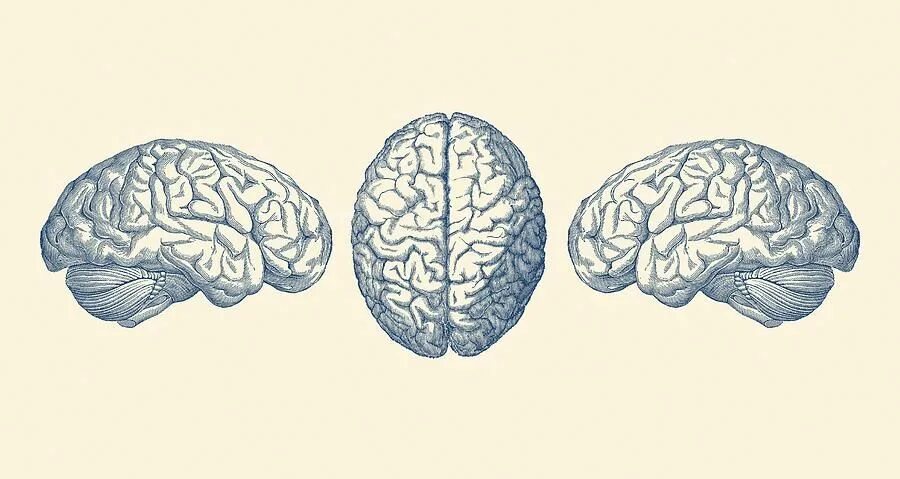 Мозг рисунок. Мозг Винтаж. Мозг картина. Винтажные медицинские иллюстрации мозг.