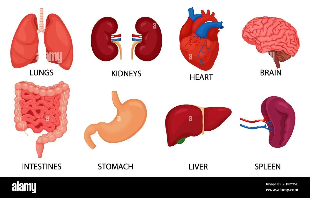 Печень почки легкие селезенка. Лёгкие, печень, селезёнка и сердце. Печень легкие селезенка сердце. Лёгкие/желудок/сердце/мозг. Селезенка человека на белом фоне.