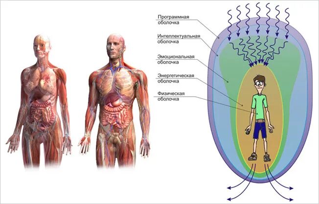 физическая оболочка человека. защитная оболочка человека 7 букв. энергетическое строение человека энергококон аура. защитная оболочка человека 7 букв. аура и чакры.