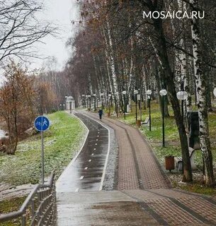 Сестрорецком парке клина