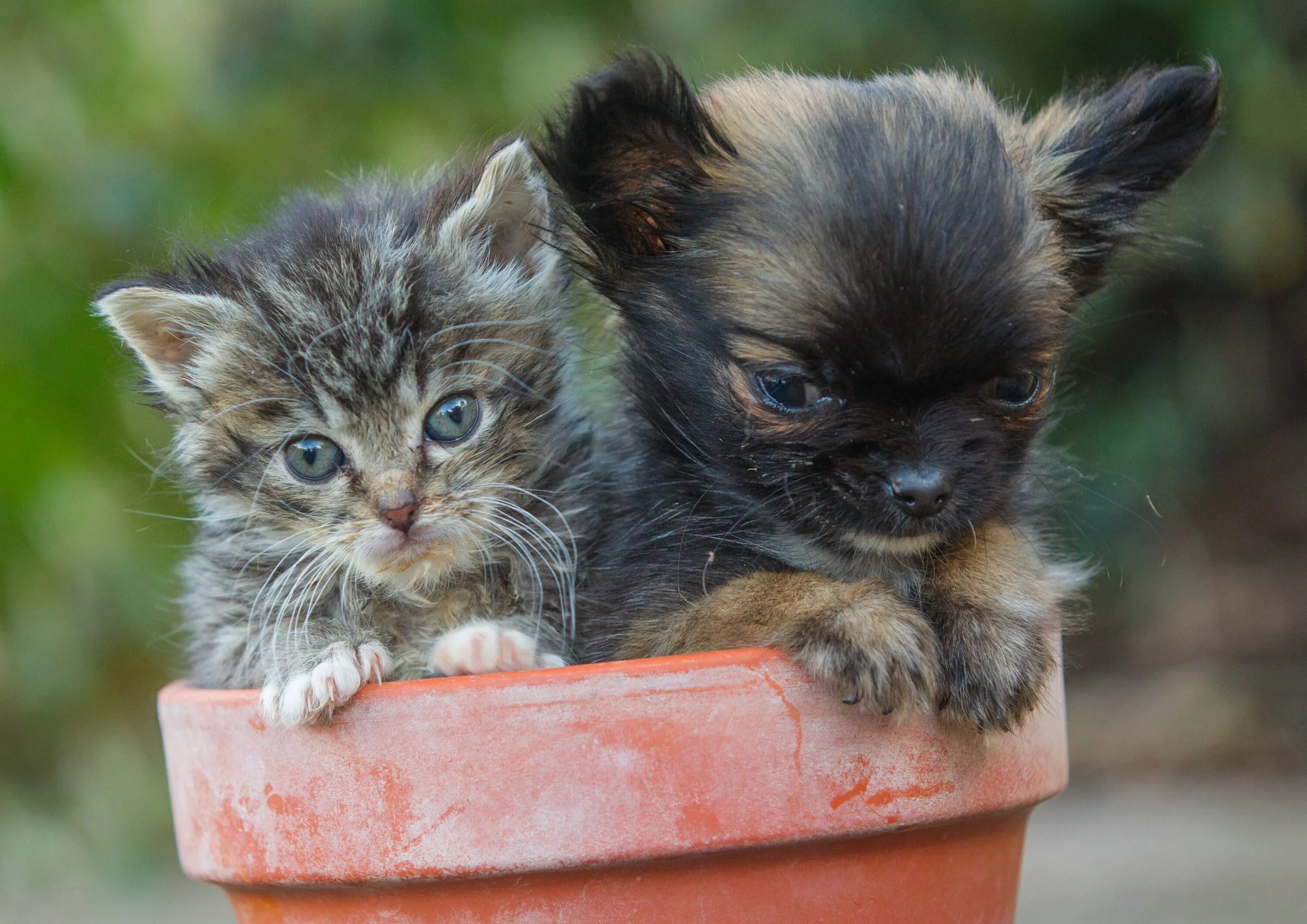 Кошечки собачки мир. Маленький котенок. Малюсенькие котята. Маленькие котики и собачки. Крохотный котенок.