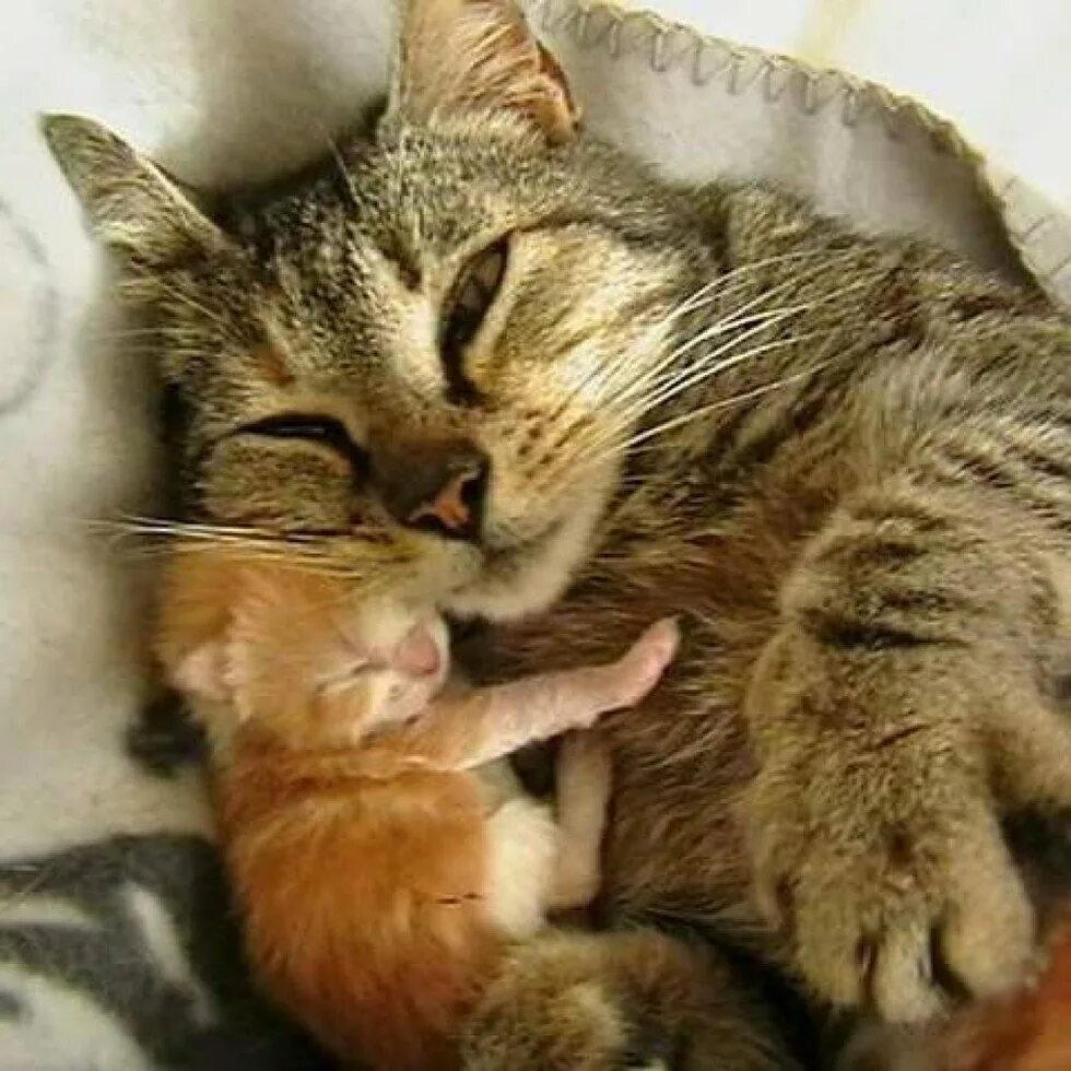 Котята с мамой. Мама кошка и котенок. Котенок обнимает маму. Котик с мамой. Почему кошки мам мам