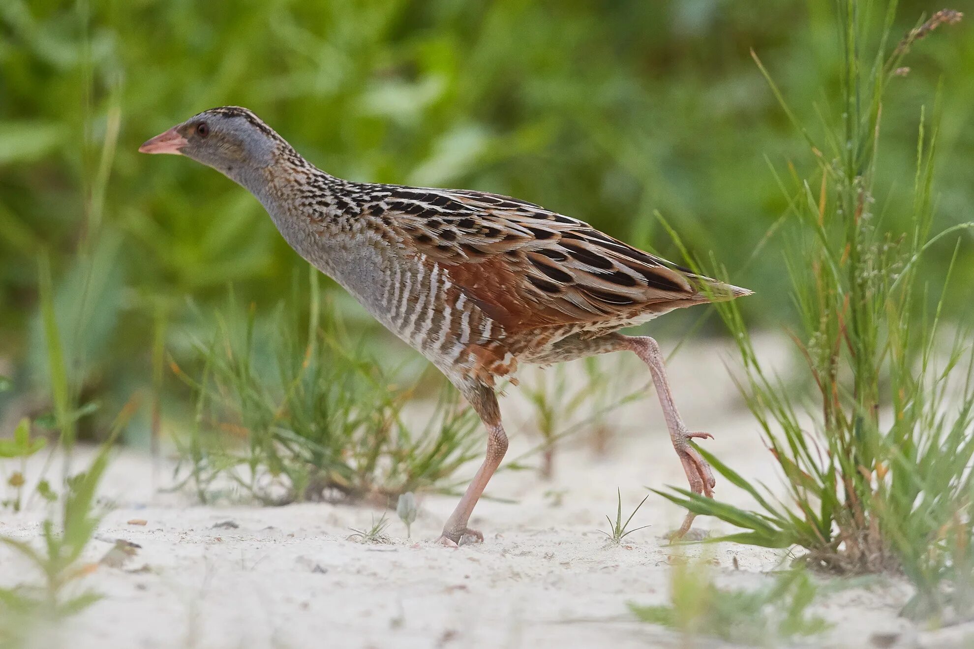коростель дергач птица. название коростель. коростель дергач птица. болотный коростель. название коростель.
