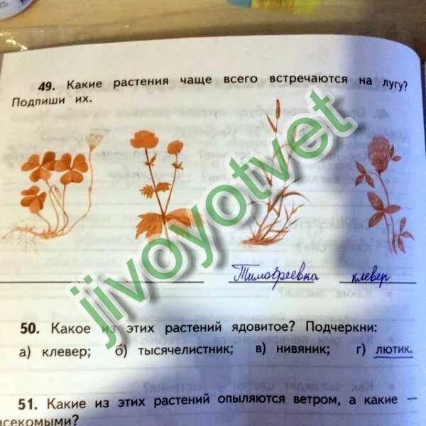 Какие растения часто встречаются. Какие растения чаще всего встречаются на лугу. какие растения чаще встречаются на лугу подпиши их. какие растения чаще всего. какие растения чаще всего встречаются.