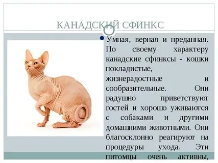 Сфинкс коты отзывы