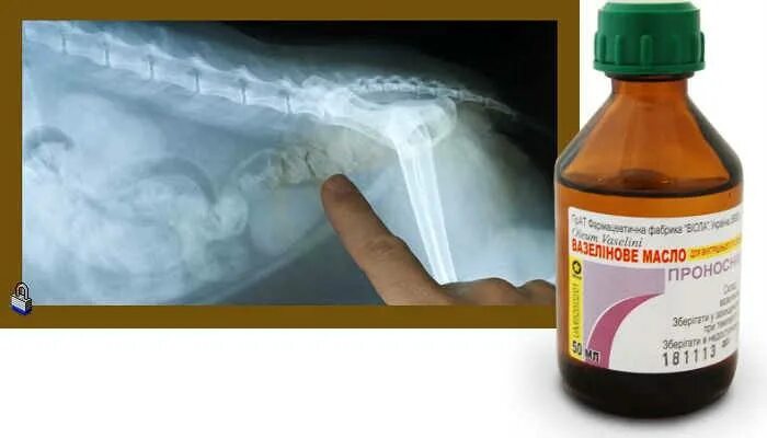 Вазелиновое масло коту при запоре. Вазелиновое масло сколько давать кошке при запоре. Вазелиновое масло грудничку при запорах. Масло от запоров для кошек. Как дать кошке вазелиновое масло.
