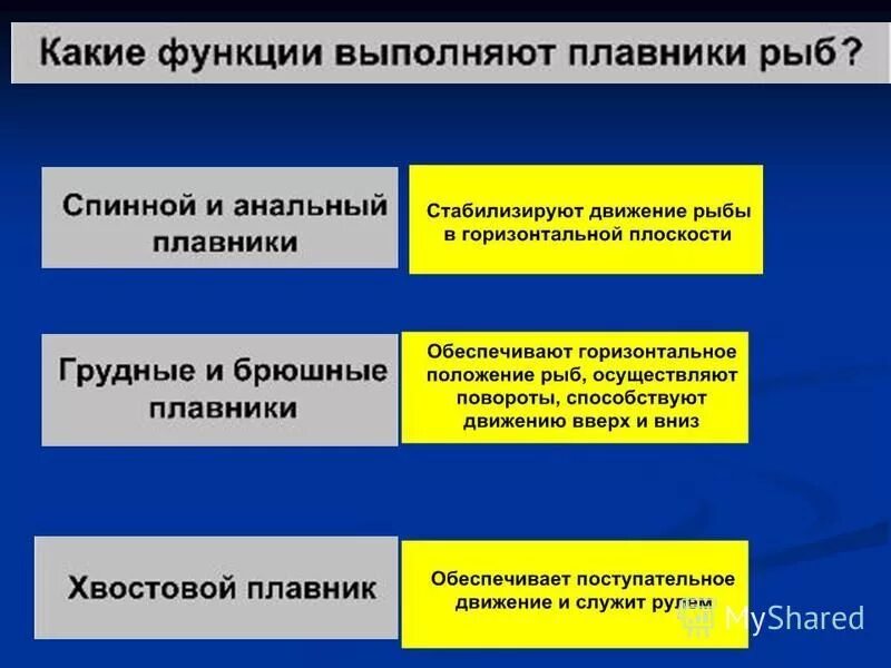 Парные не парнве поааники рвбы. Какую роль выполняют плавники. Какие функции выполняют плавники. Внешнее строение аквариумной рыбы. Какие функции выполняют плавники.