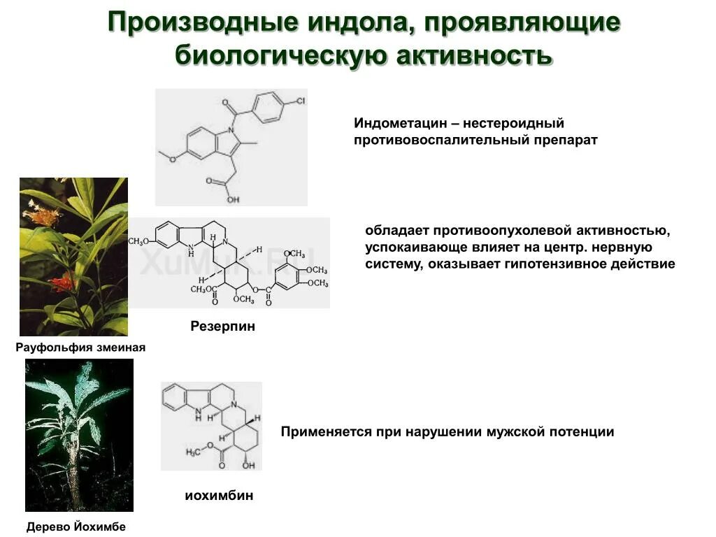 Бензопиррол индол. Биологически активные производные индола. Биологическое значение индола. Индол биологическая роль. Биологическая активность соединений