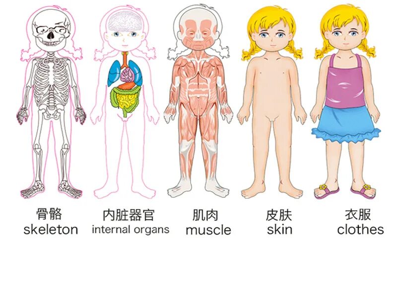 внутренние органы для детей. книга поговорим про это. тело человека для детей. органы мальчика и девочки. половые органы мальчиков и девочек.