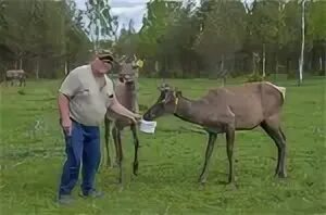 Цены "Костромской мараловодческий комплекс" в Костромской области - Яндекс Карты