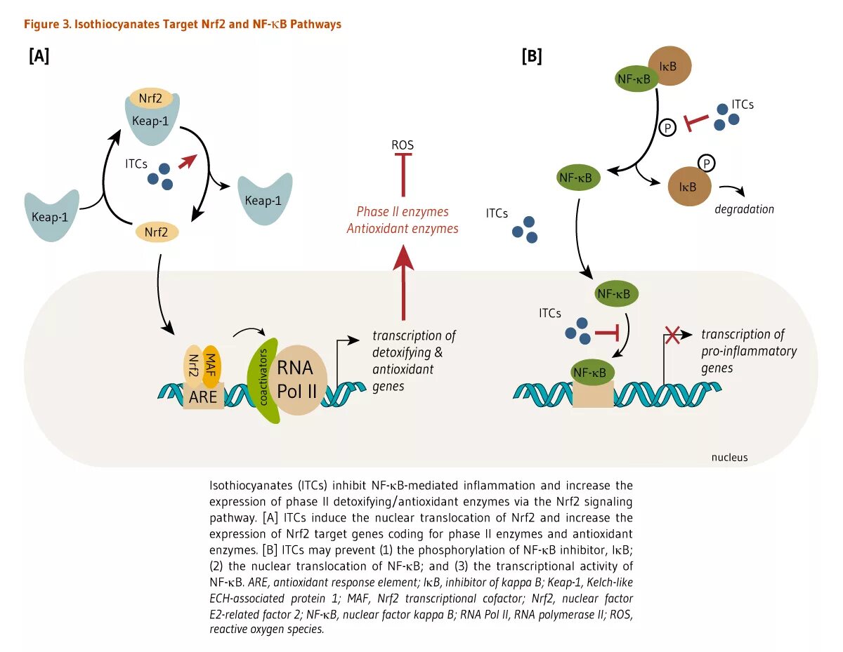 Антиоксидантные ферменты. Антиоксидантное ферменти. Signaling Pathway nrf2. Ферменты антиоксиданты. Ферменты антиоксидантной системы.
