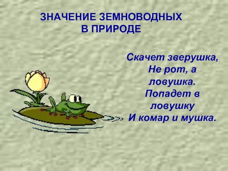 Сообщение значение земноводных в природе. Скачет зверушка не рот а ловушка попадут в ловушку и комар и мушка. значение земноводных для человека. значение земноводных в природе. значение земноводных 7 класс.