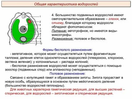 Какой формы водорослей не существует