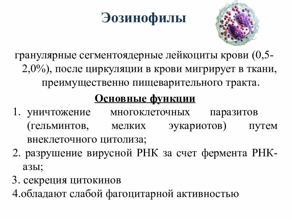 Сегментоядерные у женщин
