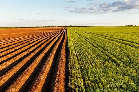 Field 20