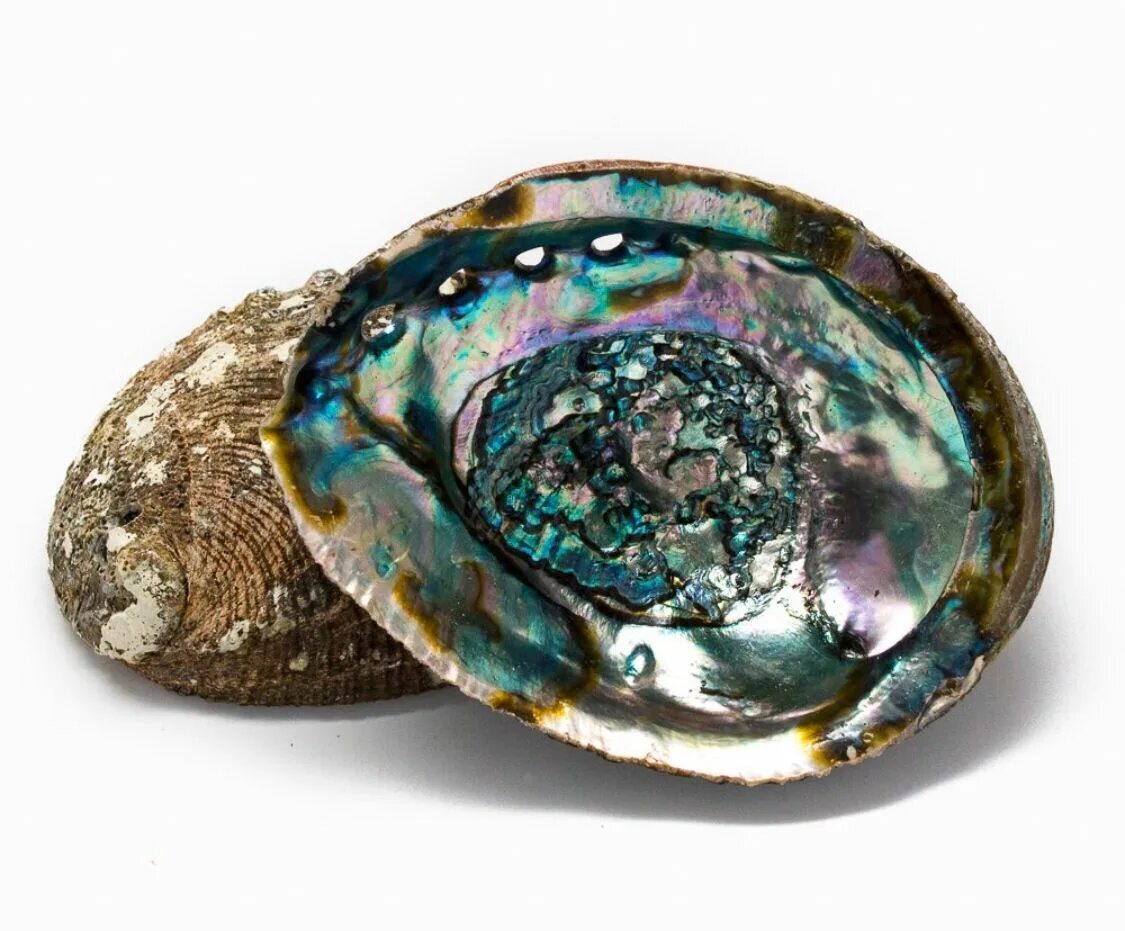 Shell stone. Южноафриканский абалон. Морские ушки абалон. Abalone Shell камень. Абалон морской моллюск.