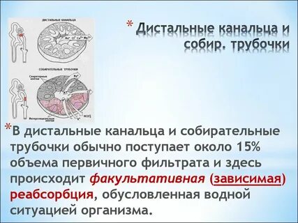 Функция почечного канальца