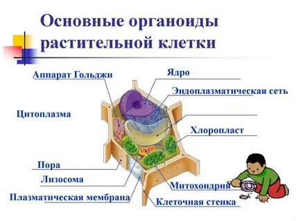 Клетки покрыты