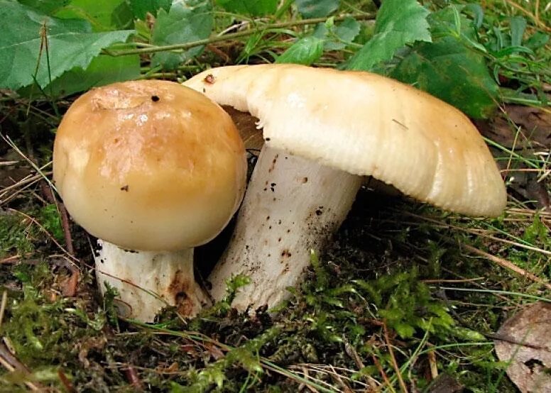 Сыроежка веленовского. Сыроежка гриб. Сыроежка валуевидная. Сыроежка гриб ложный. Гриб сыроежка мэйра.