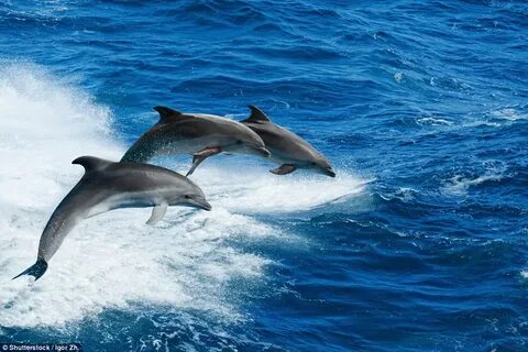 Marine wildlife