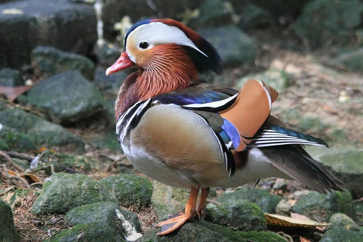 Утка Мандаринка. Утка-Мандаринка (Aix galericulata) Приморье. Водоплавающие птицы утка Мандаринка. Утка Мандаринка анфас.