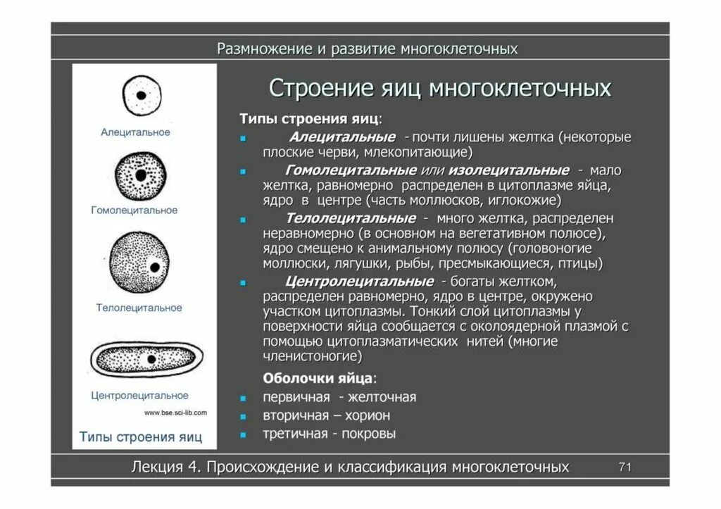 Типы строения многоклеточных. Телолецитальные центролецитальные. алецитальные изолецитальные яйцеклетки. типы развития многоклеточных. типы строения яиц.