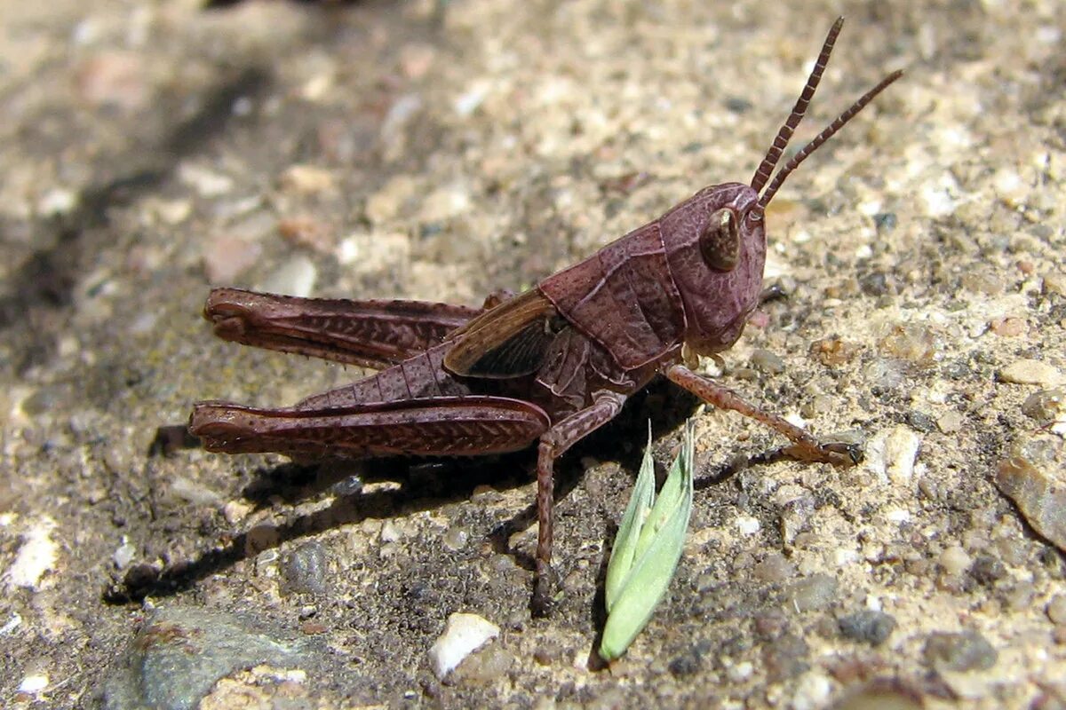 синий кузнечик фото. кобылка голубокрылая oedipoda caerulescens. кузнечик синекрылка. светлячок насекомое геленджикский. синий кузнечик синий кузнечик.