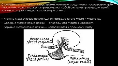 Нижняя мозжечковая ножка