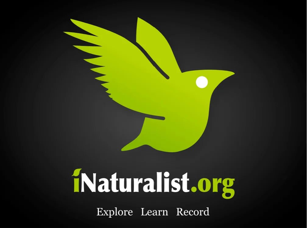 INATURALIST. INATURALIST натуралист. The Naturalist логотип. INATURALIST приложение. Faststreem org