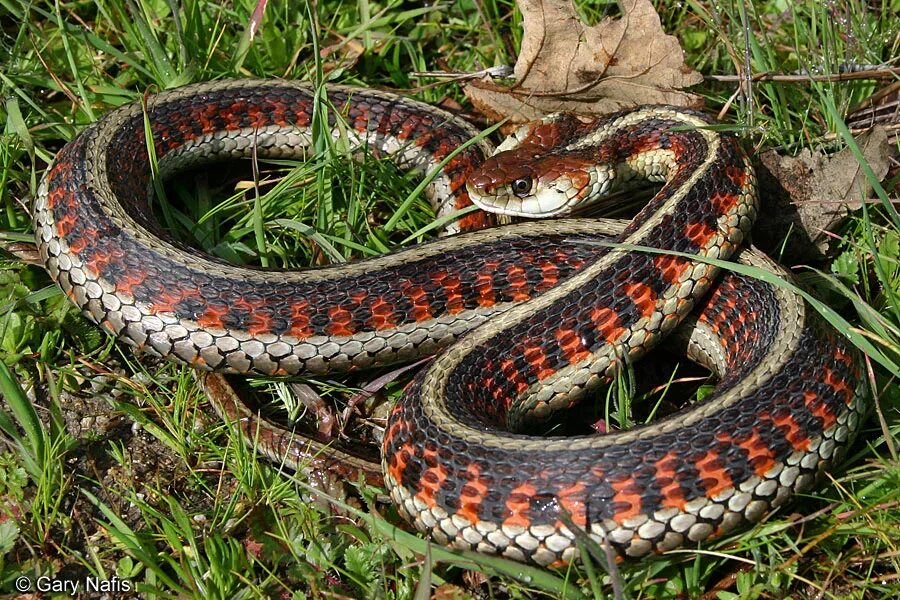 Где змеи как называются. Калифорнийская подвязочная змея. Подвязочная змея обыкновенная. Калифорнийская Краснобокая Garter Snake змея. Западная подвязочная змея (Thamnophis elegans)..